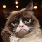 Grumpy Cat Passed Away :(