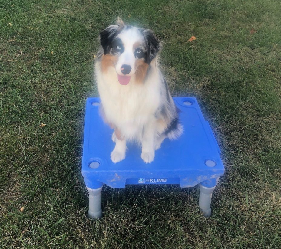 Hunter doing Agility