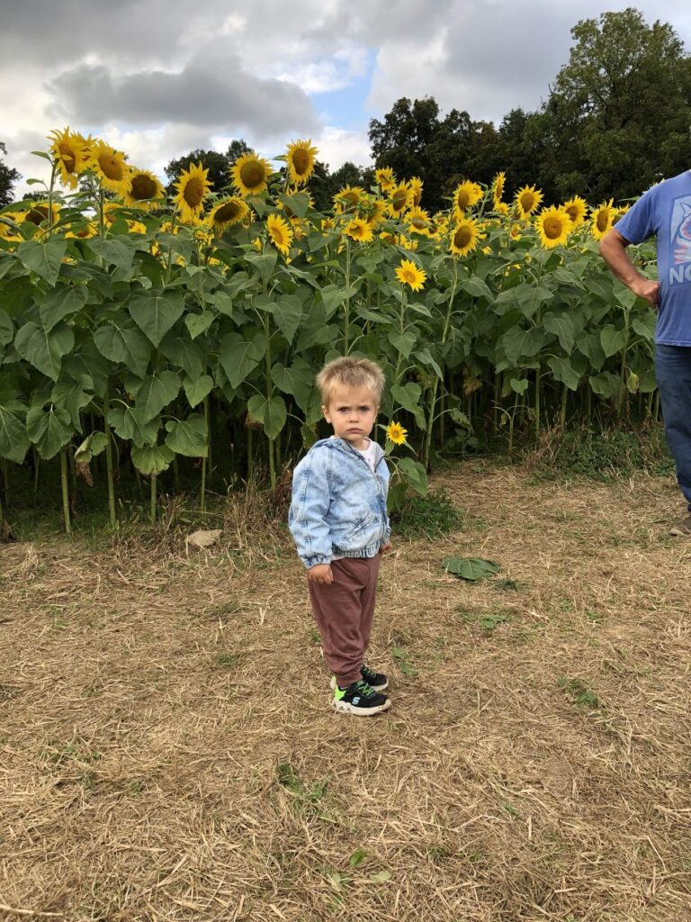 Max Visits the Sunflower Field