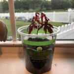 My red maple that I am growing