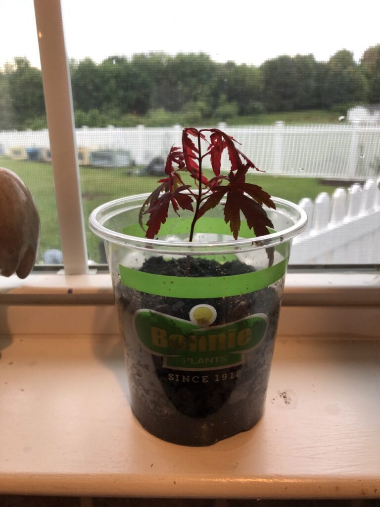 My red maple that I am growing