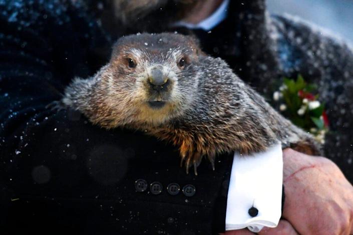 Groundhog Day: 6 more weeks of winter as he sees his shadow 