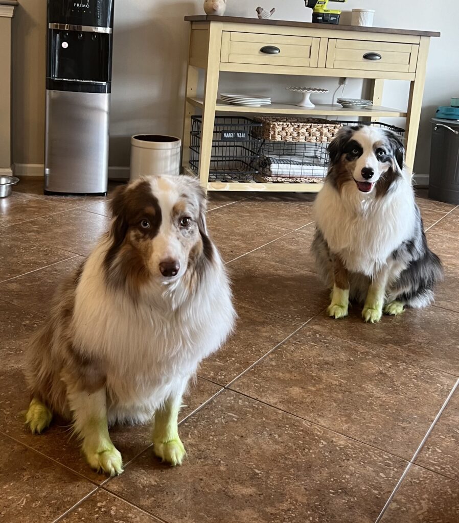 When the dogs get the zoomies in the fresh cut grass.